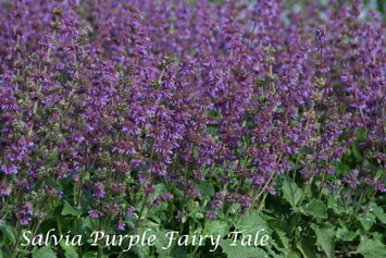 Salvia verticilata Purple Fairy Tale  17-8 401